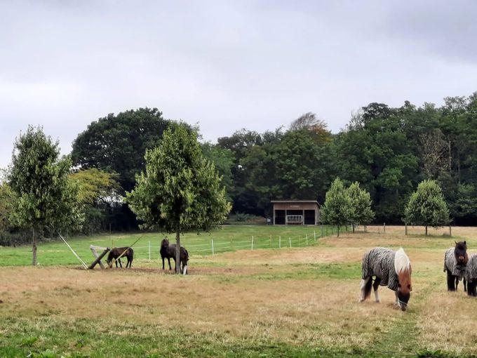 Hestene går på store arealer med masser af læ og bor ude året rundt.
En rigtig dejlig og harmonisk flok.
